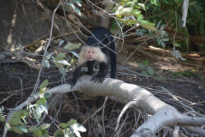Palo Verde Boat Tour from Playa Flamingo