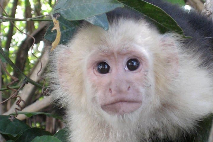 PRIVATE Palo Verde Boat Safari: Wildlife + Lunch Included
