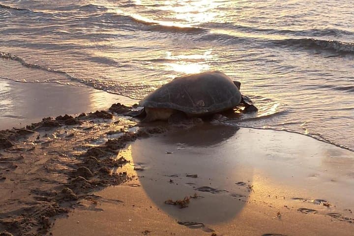 Turtle Nesting Night Tour