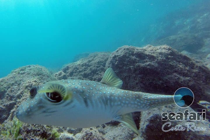 Snorkeling Costa Rica