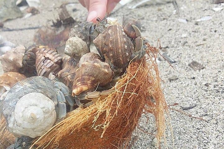 Kayak and Snorkelling trip to Capitan Island; part of Las Baulas National Park
