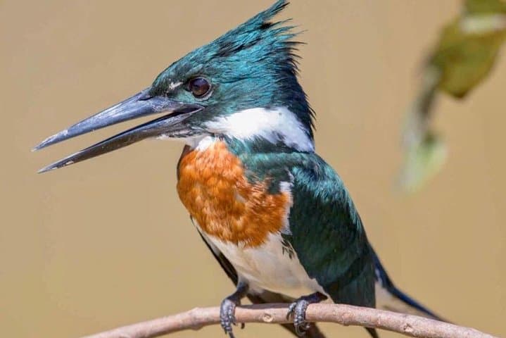 Early Morning Bird Watching Tour