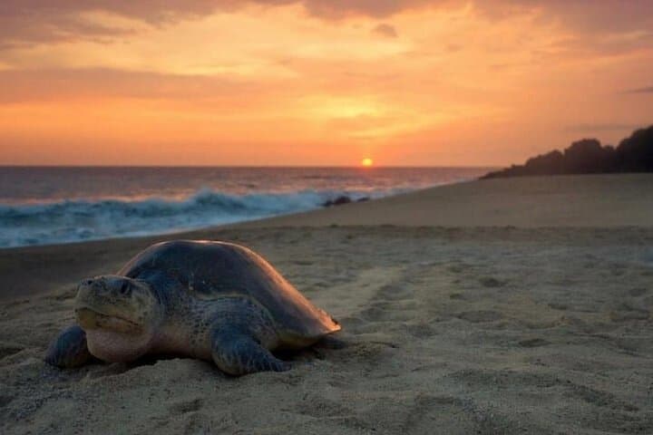 Turtle Nesting Tour