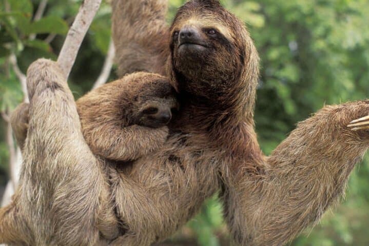 Sloth, Waterfall, Chocolate and Coffee tour including lunch