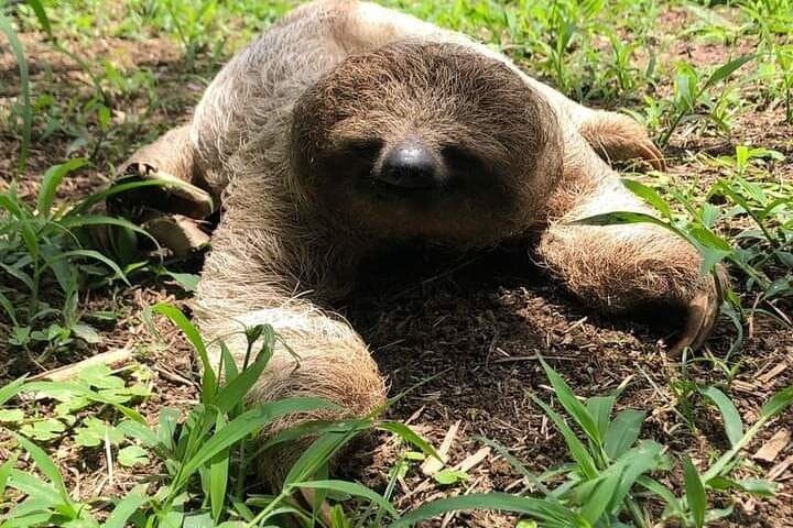 Sloth, Rain Forest Hike and Waterfall