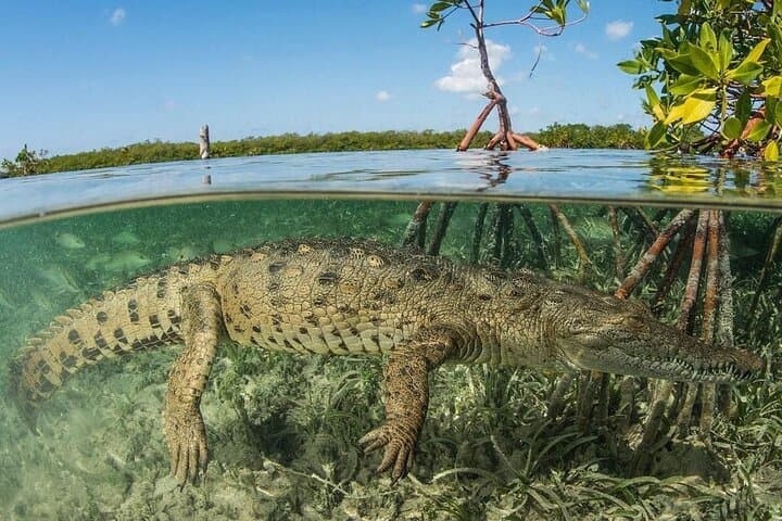 Tamarindo Estuary Tour