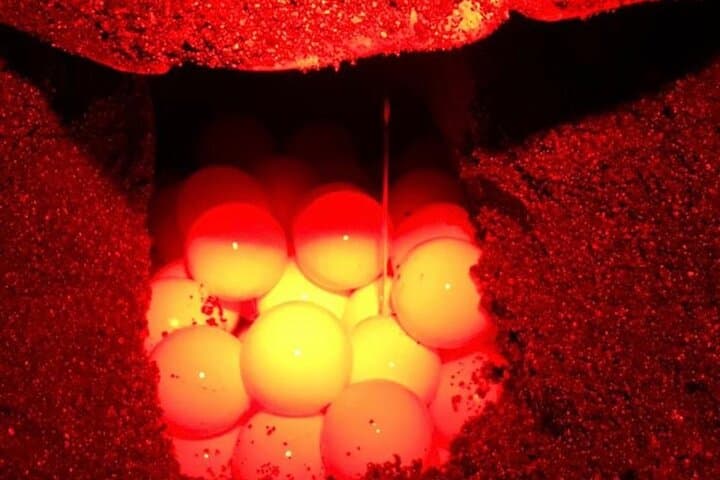 Turtle Watching Night Tours with Expert Naturalist