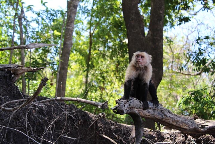 Jungle Cruise at Palo Verde National Park