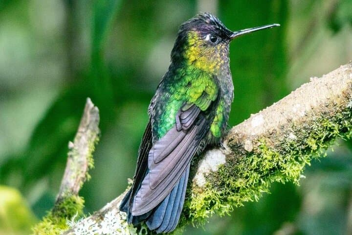 Birdwatching hiking tour