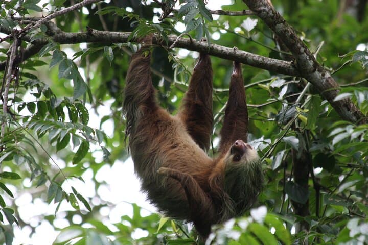 Sloth Encounter & Rainforest Experience