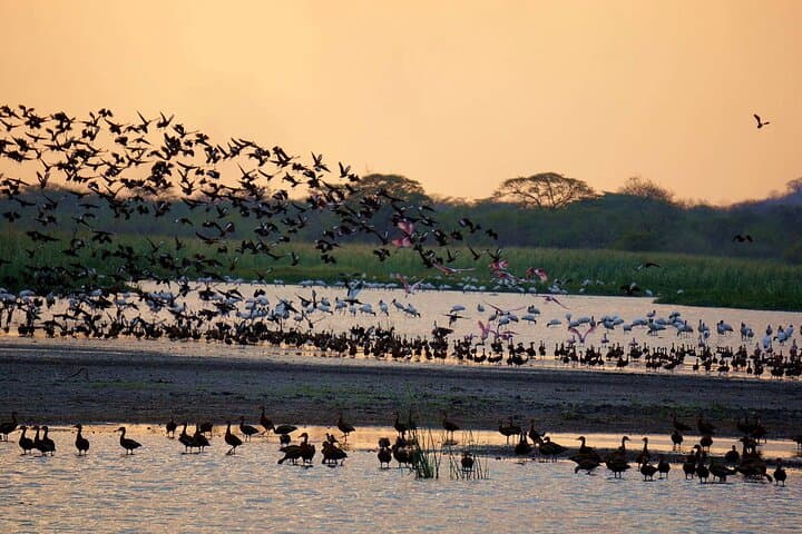 Palo Verde Boat Safari