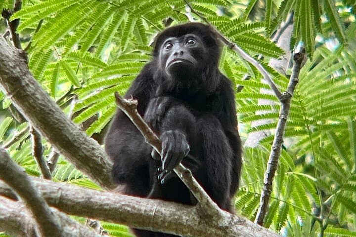 Tamarindo Mangrove Tour