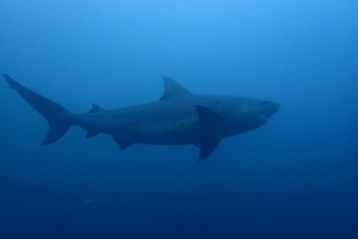 Bull shark experience