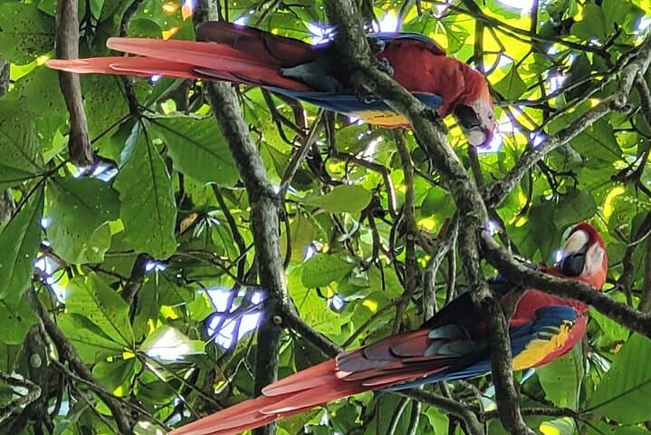 Liberia City Tour- Animal Sanctuary-Waterfall