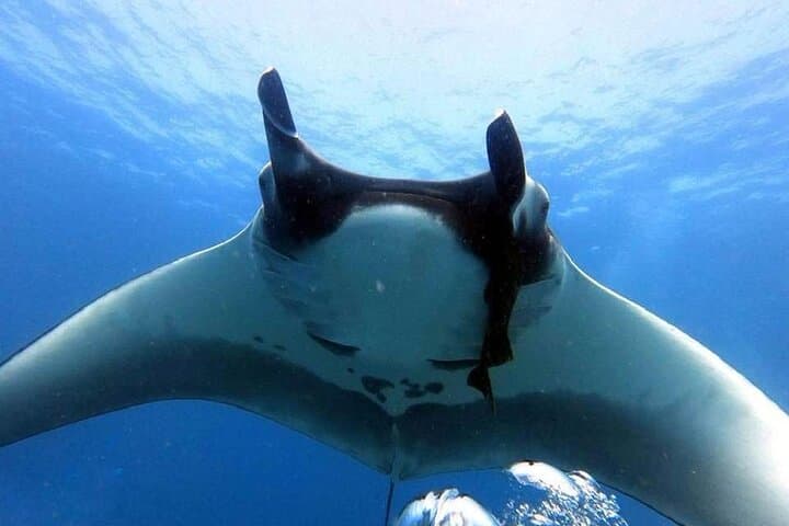 Tamarindo: Private Snorkeling Boat Tour (Photos Included)