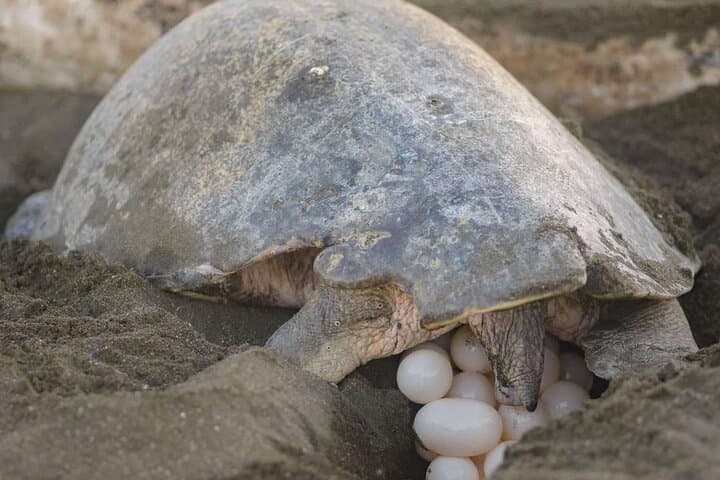 Nocturnal Turtles Watching near Tamarindo