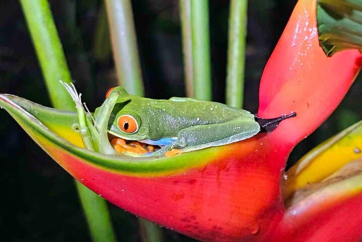 Arenal Volcano rainforest zip line+ horses+ lunch