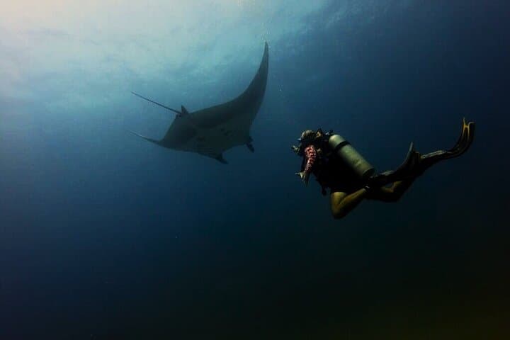 Fun dives Catalina Islands for Certified Divers