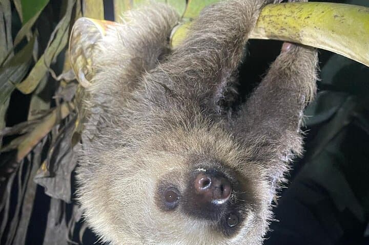 Night Walk in the Rainforest-Frog-Snake-Sloths