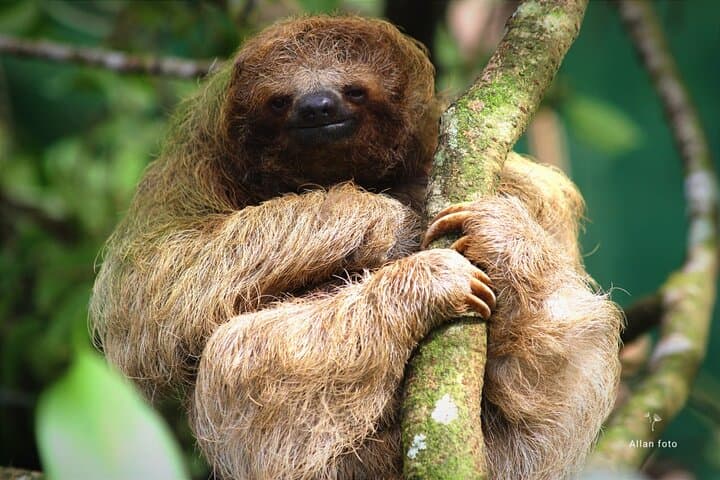 Wildlife Sloths hike -Chocolate Coffee sugar cane+ waterfall swim