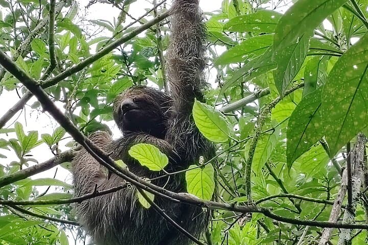 Sloth Discovery and Hot Springs Tour in Costa Rica