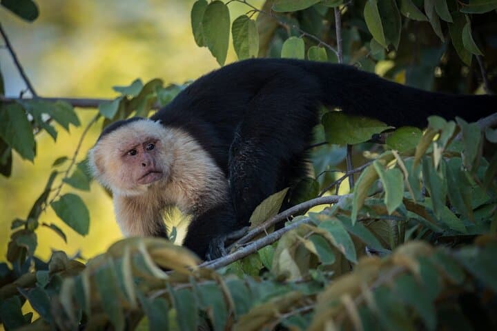 Palo Verde National Park Boat Safari with Local Cuisine