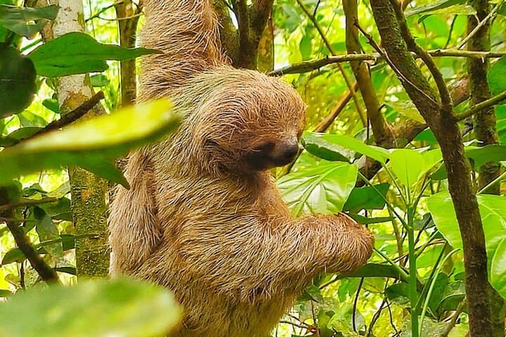 Sloth tour, Coffee, Chocolate and Tons of Wildlife