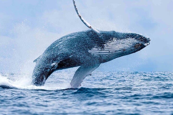 Whales watching- dolphins & Snorkeling tour