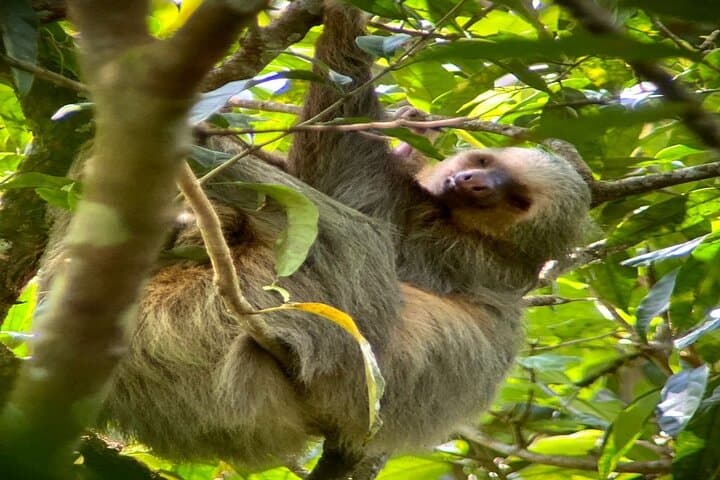 Bijagua Sloths, Coffee and Chocolate Farm, and Lunch Small Group