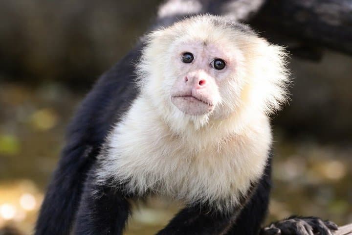 Private Sloth Watching & Exclusive River Safari Experience