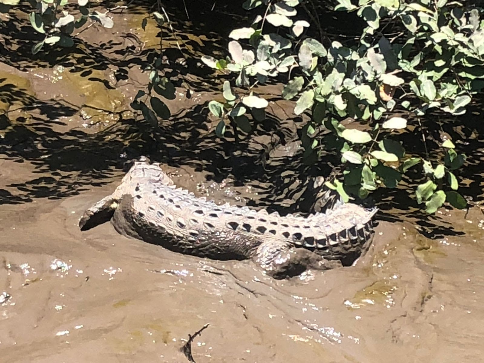 A crocodile resting on a muddy riverbank, seen from a boat