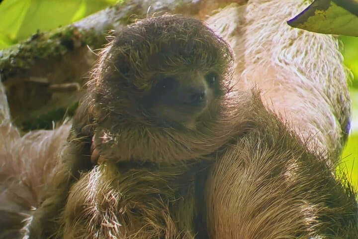 Wildlife & Nature Tours